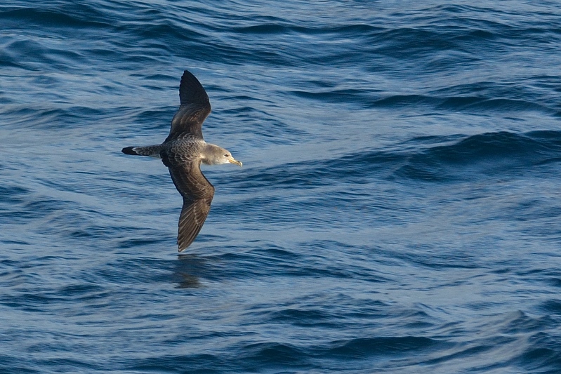 Kuhls Pijlstormvogel